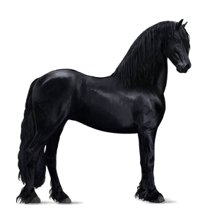 caballo de montar pura raza española negro