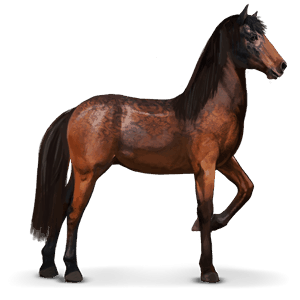 garrano.png?1828806360