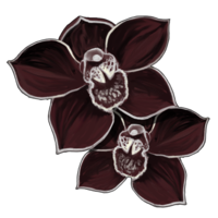 orchidee-noire.png?137722501