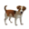 compagnon-chien.png?1828806360