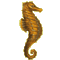 Hippocampus