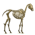 unicornio de montar esqueleto