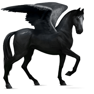 pegaso de montar peruano de paso negro