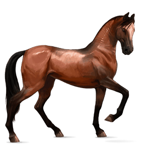 caballo de montar akhal-teke bayo cereza