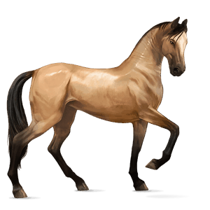 caballo de montar hunter irlandés gris tordo