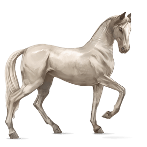 caballo de montar shagya arabian gris claro