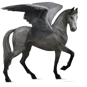 pegaso de montar kwpn gris tordo