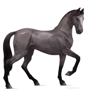caballo de montar pura raza española gris ratón