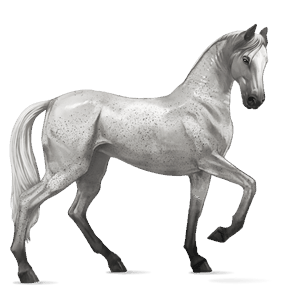 caballo de montar akhal-teke gris claro