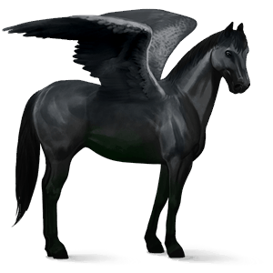 pegaso de montar pura raza española negro
