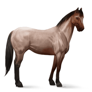 caballo de montar criollo argentino bayo