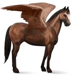 pegaso de montar kwpn bayo