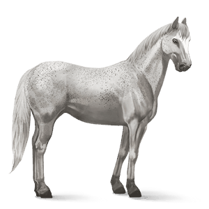 caballo de montar brumby gris claro
