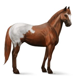 caballo de montar criollo argentino negro