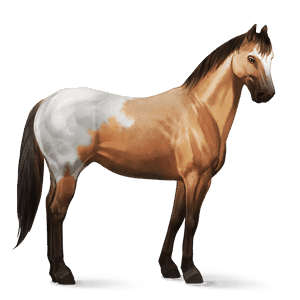 caballo de montar marwary alazán tostado