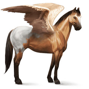 pegaso de montar marwary negro