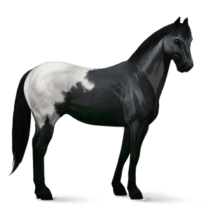 caballo de montar apalosa bayo moteado