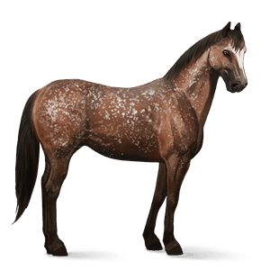 caballo de montar mangalarga marchador gris trucha