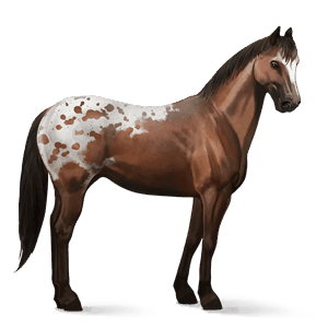 caballo de montar Árabe alazán crines lava