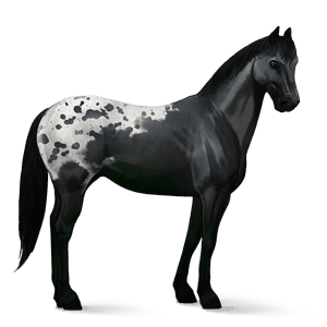 caballo de montar shagya arabian gris tordo