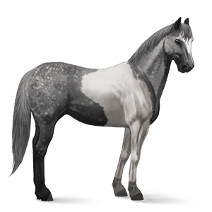 caballo de montar bayo