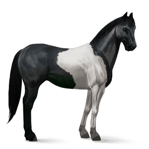 caballo de montar gypsy vanner pío negro tobiano