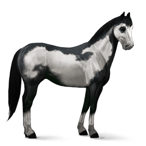 caballo de montar gypsy vanner pío tobiano bayo