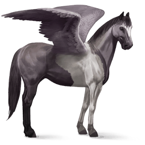 pegaso de montar peruano de paso overo