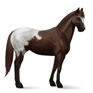 caballo de montar pura sangre bayo cereza
