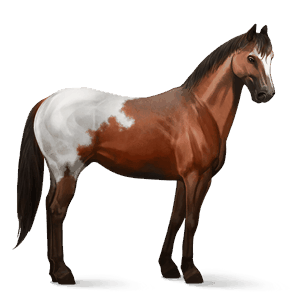 caballo de montar shagya arabian gris trucha