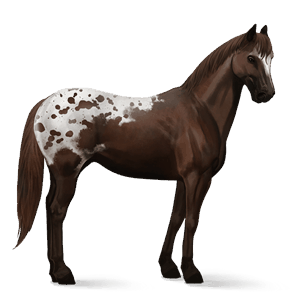 caballo de montar lipizzan gris claro
