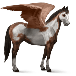 pegaso de montar peruano de paso gris tordo