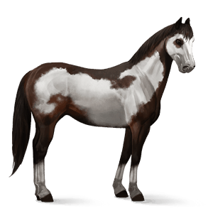 caballo de montar pinto pío tobiano gris tordo