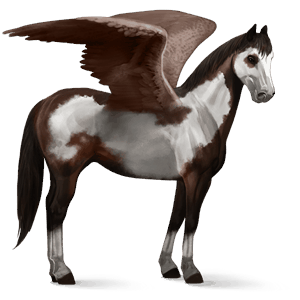 pegaso de montar kwpn bayo cereza