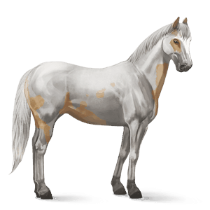 caballo de montar lusitano bayo tostado