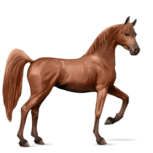 caballo de montar Árabe alazán