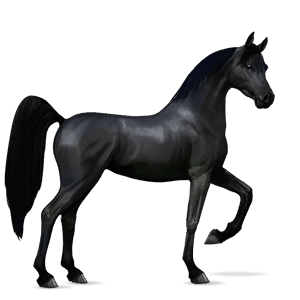 caballo de montar Árabe gris trucha