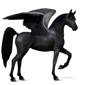 pegaso de montar shagya arabian gris tordo