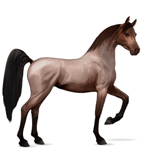 caballo de montar cuarto de milla gris tordo