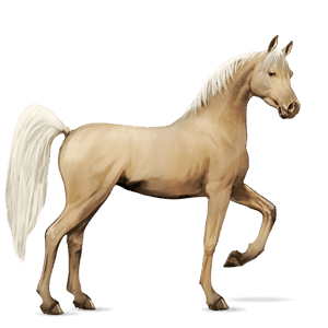 caballo de montar bayo tostado