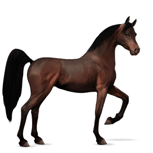 caballo de montar donskaya bayo tostado