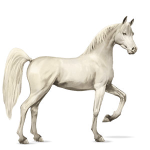 caballo de montar pura raza española gris claro