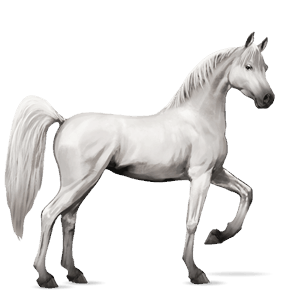 caballo de montar Árabe alazán