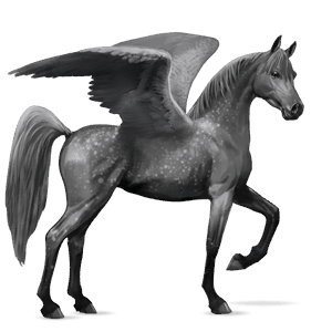 pegaso de montar Árabe gris tordo