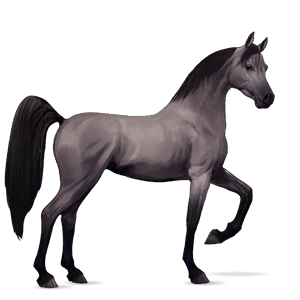 caballo de montar Árabe gris ratón