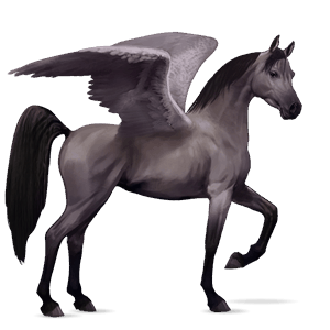 pegaso de montar shagya arabian gris tordo