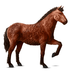 caballo de montar shagya arabian gris claro