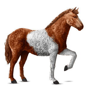 poni new forest gris tordo