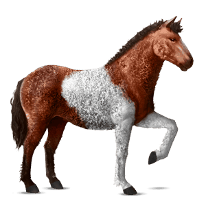 caballo de montar rizado pío tobiano bayo cereza