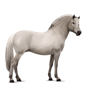 poni fjord ulsblakk